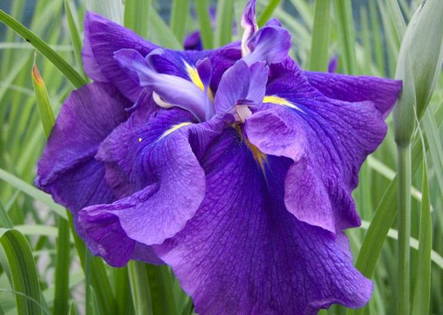 “彩蝶翩跹舞、绿尖戏紫鸢!”——鸢尾花开惹人爱,快来学习吧! “彩蝶翩跹舞、绿尖戏紫鸢!”——鸢尾花开惹人爱,快来学习吧!