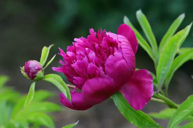 牡丹被称为花王。芍药被称为花相