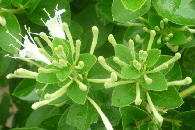植物也会相克?哪些植物不能种在一起,记住了别忘记 植物也会相克?哪些植物不能种在一起,记住了别忘记