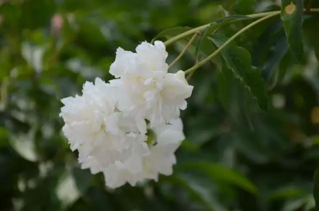 牡丹被称为花王。芍药被称为花相