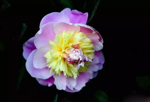 牡丹被称为花王。芍药被称为花相