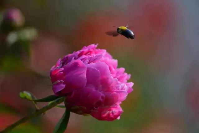 牡丹被称为花王。芍药被称为花相