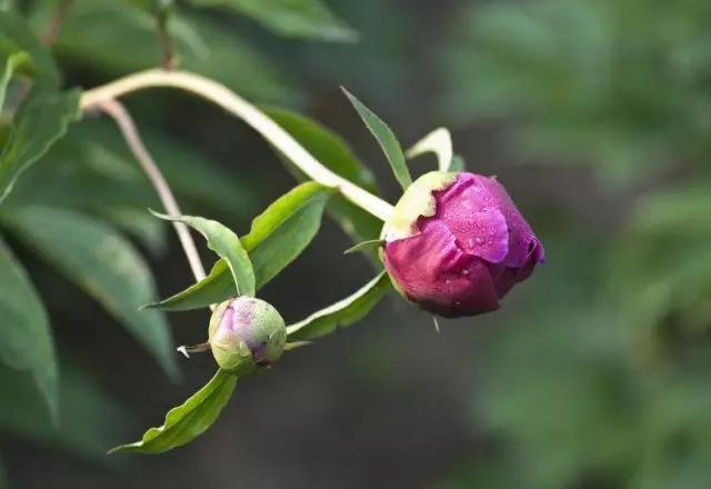 牡丹被称为花王。芍药被称为花相