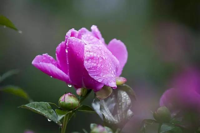 牡丹被称为花王。芍药被称为花相