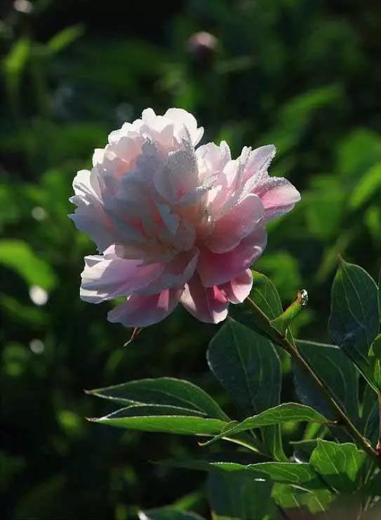 牡丹被称为花王。芍药被称为花相