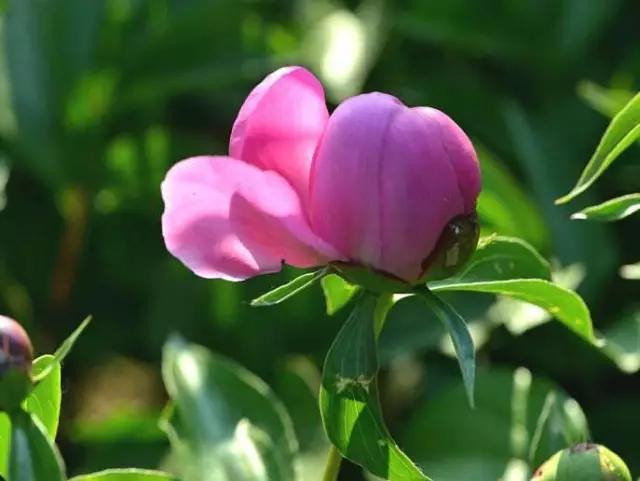 牡丹被称为花王。芍药被称为花相