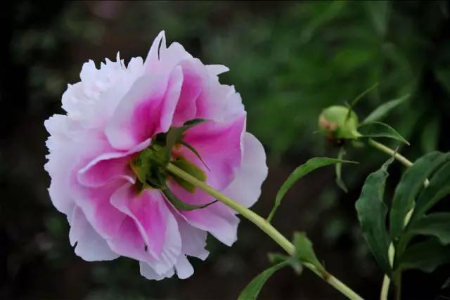 牡丹被称为花王。芍药被称为花相