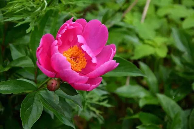 牡丹被称为花王。芍药被称为花相