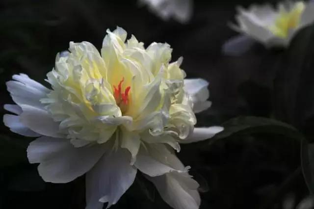 牡丹被称为花王。芍药被称为花相