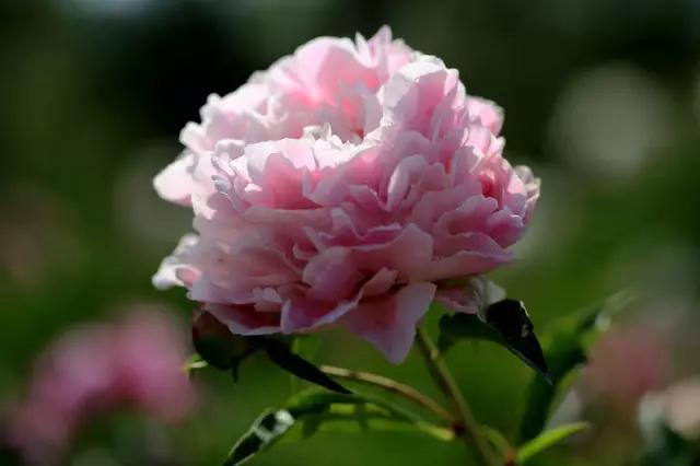 牡丹被称为花王。芍药被称为花相