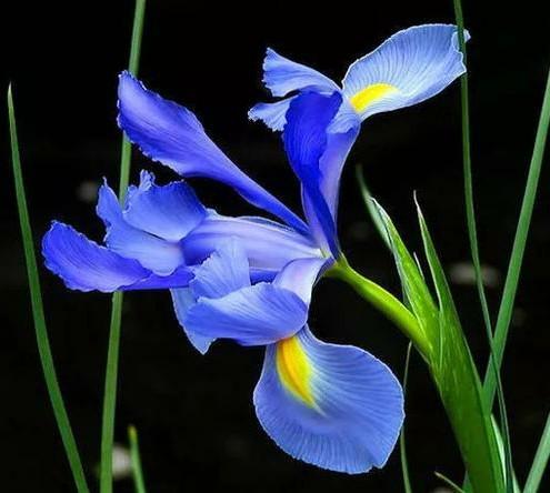 “彩蝶翩跹舞、绿尖戏紫鸢!”——鸢尾花开惹人爱,快来学习吧! “彩蝶翩跹舞、绿尖戏紫鸢!”——鸢尾花开惹人爱,快来学习吧!