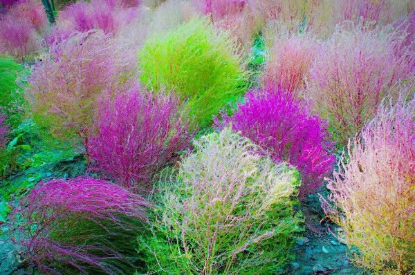 红地肤欣赏及种植技术简介