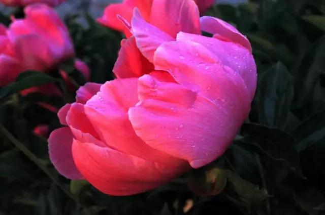 牡丹被称为花王。芍药被称为花相