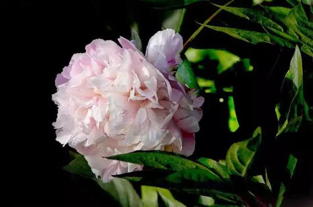 牡丹被称为花王。芍药被称为花相