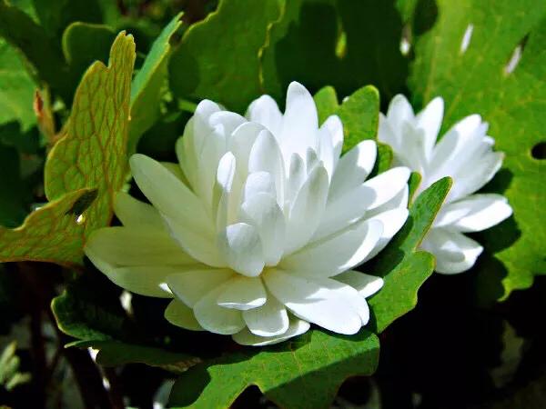 血根草～每当早春时节，便绽放出雪白而美丽的花