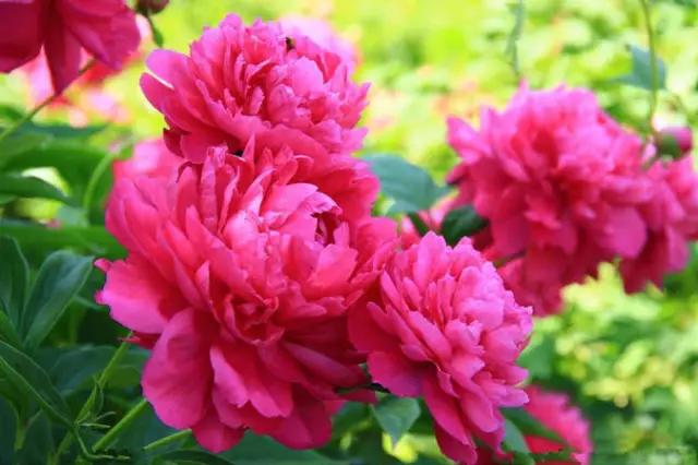 牡丹被称为花王。芍药被称为花相