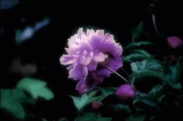 牡丹被称为花王。芍药被称为花相