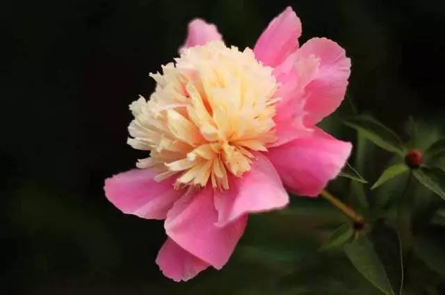 牡丹被称为花王。芍药被称为花相