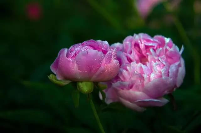 牡丹被称为花王。芍药被称为花相