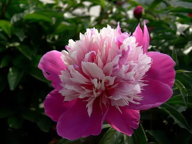 牡丹被称为花王。芍药被称为花相