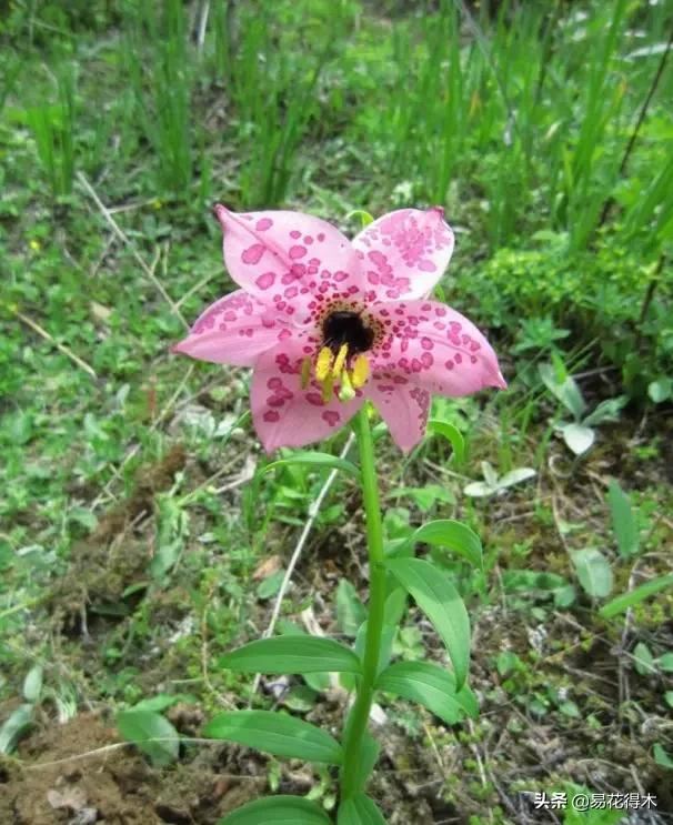 濒危物种｜百合是我国传统名花，您可见过开瓣豹子花？