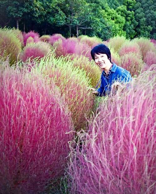 红地肤欣赏及种植技术简介