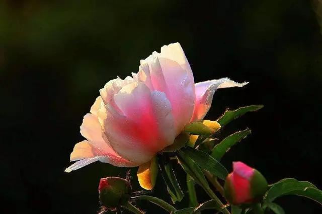 牡丹被称为花王。芍药被称为花相