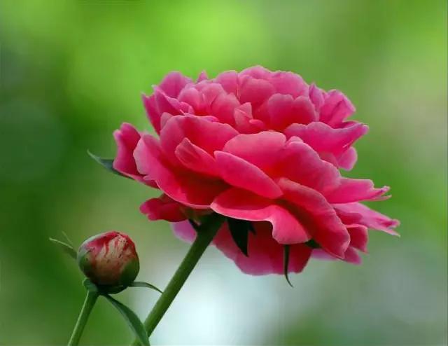 牡丹被称为花王。芍药被称为花相