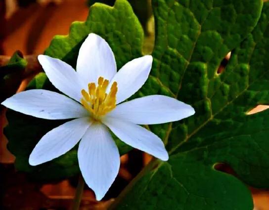 血根草～每当早春时节，便绽放出雪白而美丽的花