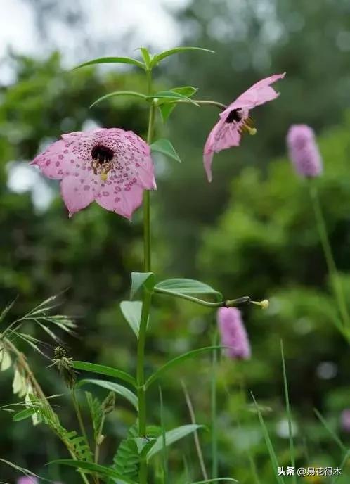 濒危物种｜百合是我国传统名花，您可见过开瓣豹子花？