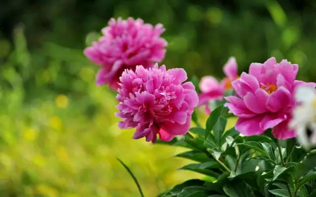 牡丹被称为花王。芍药被称为花相