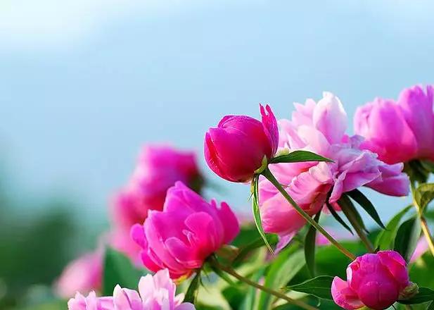 牡丹被称为花王。芍药被称为花相