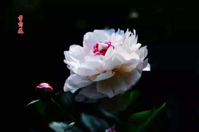 牡丹被称为花王。芍药被称为花相