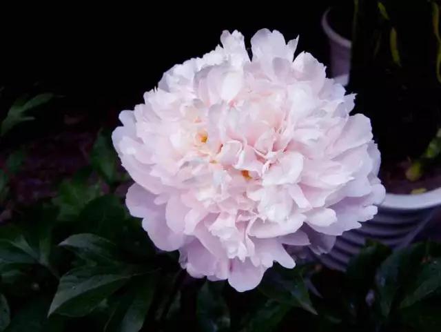 牡丹被称为花王。芍药被称为花相