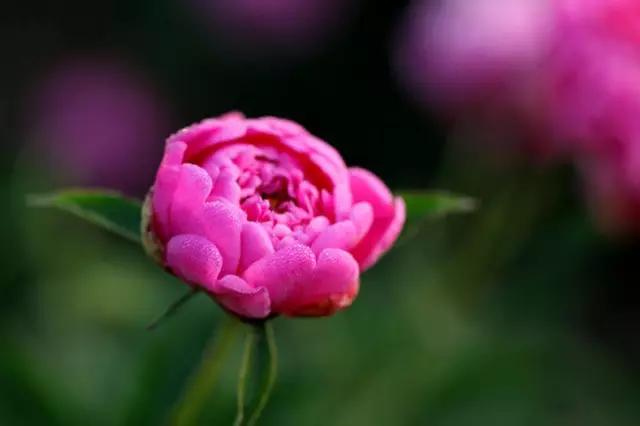 牡丹被称为花王。芍药被称为花相