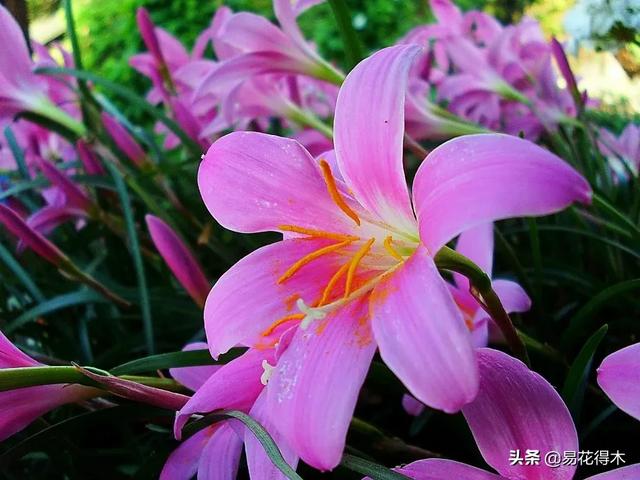 濒危物种｜百合是我国传统名花，您可见过开瓣豹子花？