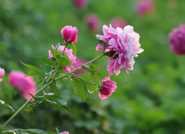 牡丹被称为花王。芍药被称为花相