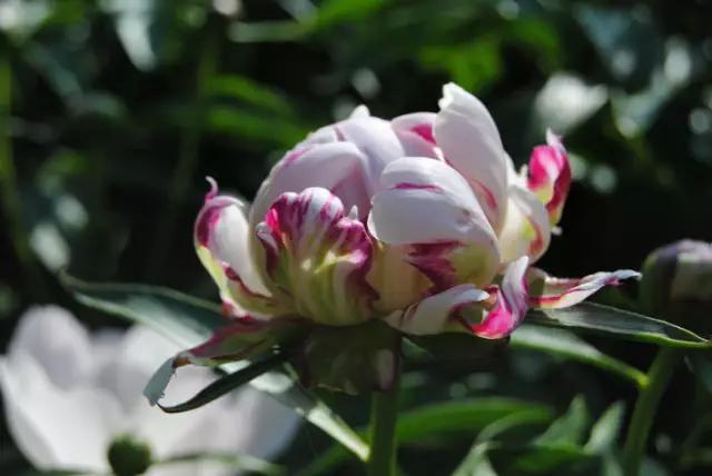 牡丹被称为花王。芍药被称为花相