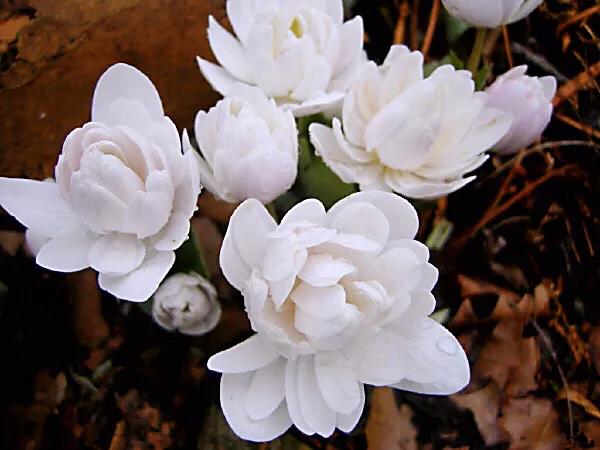 血根草～每当早春时节，便绽放出雪白而美丽的花