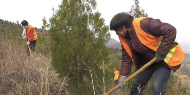 绿化正当时，涉县高速长廊植树忙