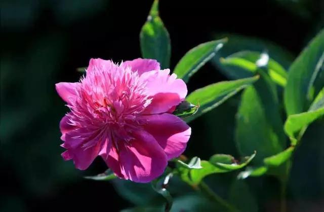 牡丹被称为花王。芍药被称为花相