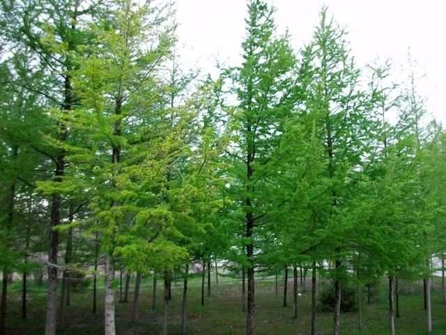 植物也会相克?哪些植物不能种在一起,记住了别忘记 植物也会相克?哪些植物不能种在一起,记住了别忘记