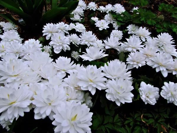 血根草～每当早春时节，便绽放出雪白而美丽的花