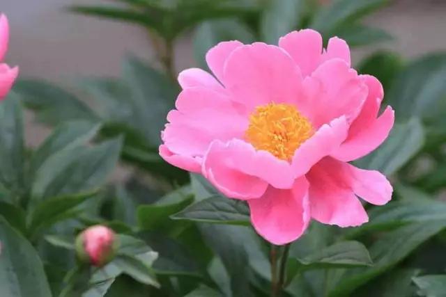 牡丹被称为花王。芍药被称为花相