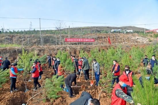 战“疫”绿化两不误，植树造林正当时，宜阳县全面掀起春季植树造林热潮
