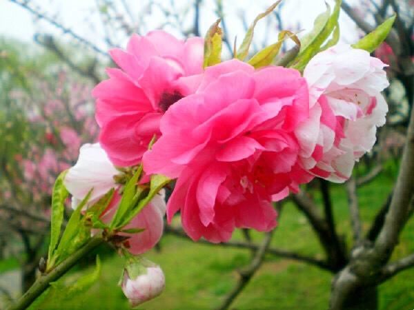 五色碧桃~花朵丰腴,色彩鲜艳,是欣赏桃花中的极品 五色碧桃~花朵丰腴,色彩鲜艳,是欣赏桃花中的极品
