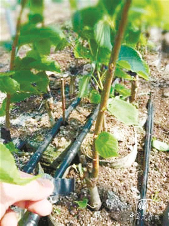 防疫生产两手抓椴树栽植养护方案有图有真相 