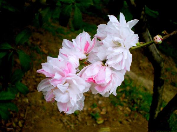 五色碧桃~花朵丰腴,色彩鲜艳,是欣赏桃花中的极品 五色碧桃~花朵丰腴,色彩鲜艳,是欣赏桃花中的极品