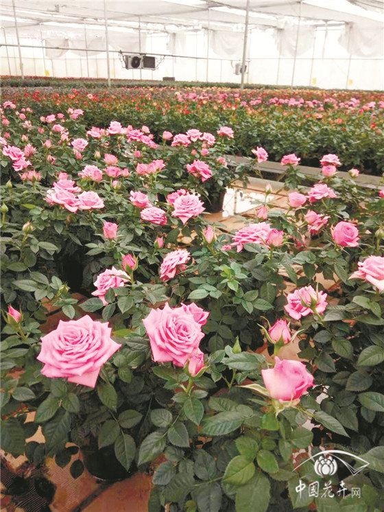 疫情之下的花卉社区团购，会不会只是一阵风？ 