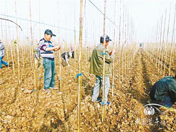 防疫生产两手抓椴树栽植养护方案有图有真相 